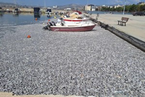 Παρέμβαση του Αρείου Πάγου με κατεπείγουσα έρευνα για τα νεκρά ψάρια στον Παγασητικό - εικόνα 3