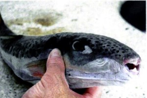 Μπλε βασιλική ζαργάνα εμφανίστηκε σε παραλία του Ναυπλίου - Δείτε το βίντεο