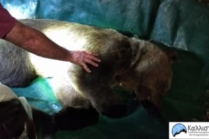 Τι συμβαίνει με τις νεκρές αρκούδες στη Βόρεια Ελλάδα - "Κάνουν ζημιά στα χωράφια", λένε οι αγρότες - εικόνα 6