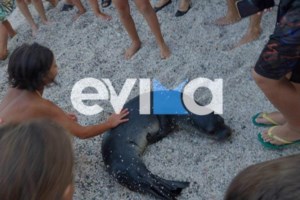 Mωρά φώκιας εγκλωβίστηκαν σε δίχτυ ψαρέματος: Η στιγμή που απελευθερώνονται και τρέχουν στη θάλασσα