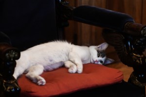 Κ. Σακελλαροπούλου: "Η ελληνική γλώσσα δεν έπαψε ποτέ να μιλιέται"