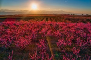 Το ελληνικό "χανάμι": Κοσμοσυρροή στις ανθισμένες ροδακινιές της Βέροιας - Ηρθε επίσημα η άνοιξη [εικόνες] - εικόνα 3