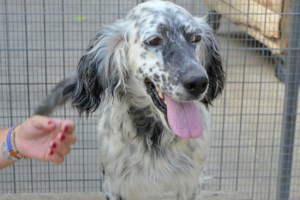 Εμφανίστηκε σε ένα χωριό, κρυβόταν στις αυλές και έβγαινε κάθε βράδυ μέχρι την ταβέρνα να ζητιανέψει - Σαν φάντασμα