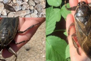 Βουλιαγμένη: Εμφανίστηκε ο δηλητηριώδης αχινός Diadema Setosum- Οι διαφορές με τον ενδημικό αχινό