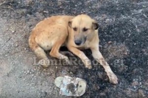 Μαρτίνο - Η ζωή μέσα στα καμένα: Πυροσβέστης δίνει νερό σε χελώνα - εικόνα 2