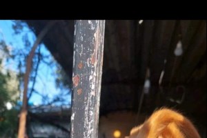 Χαρτογράφηση του κλάδου κτηνιατρικών φαρμακευτικών προϊόντων λόγω της αύξησης των δεικτών κόστους - εικόνα 2