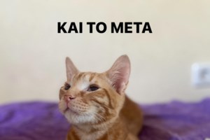 "Τσιμέντωσαν" γατάκι στην Πάτρα: Σώθηκε από κατοίκους και την επέμβαση της Πυροσβεστικής - εικόνα 2