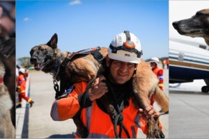 Οργή για τη νέα κτηνωδία σε αδέσποτη σκυλίτσα: Έσβησε το τσιγάρο του στο κεφάλι της τρυφερής Ζιζέλ