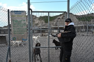 Η "περιπέτεια" των αλόγων της Αττικής: Πώς αναπτύχθηκε το κοπάδι στον Υμηττό - Ταλαιπωρημένα και κακοποιημένα - εικόνα 4