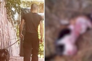 Φρίκη στη Νάξο: Σκότωσαν θαλάσσια χελώνα, τη μαχαίρωσαν στο λαιμό [βίντεο]