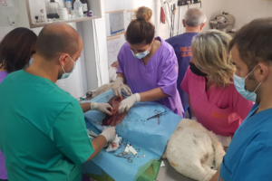 Απεργούν οι κτηνίατροι για την υποχρεωτική στείρωση - εικόνα 3