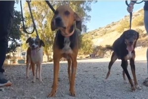 Ενα δύσκολο και επώδυνο "αντίο" για την Αγγελική Νικολούλη: "Αντίο μικρέ μου Νώντα"