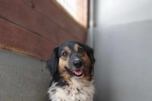 Η Κοραλία από το Κυνοκομείο Τρίπολης είναι σαν να έχει μέσα της ένα δικό της φως, που φωτίζει ό,τι υπάρχει - εικόνα 3