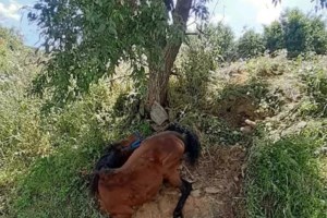 Φρίκη στην Πάρνηθα: Πετάνε ζωντανά άλογα στον γκρεμό; - Εντοπίστηκαν κουφάρια και σκελετοί [Εικόνες] - εικόνα 5