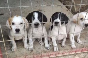 Ερευνα - Θλιβερή πρωτιά της Ελλάδας: Κύρια πηγή αδέσποτων αποτελεί η αναπαραγωγή δεσποζόμενων ζώων - εικόνα 2