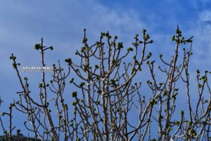 Αργολίδα: Μετά τις συκιές άνθισαν και οι... αμυγδαλιές [εικόνες] - εικόνα 4