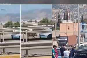 Φθιώτιδα: Τα αγριογούρουνα κατέβηκαν παραλία για... ποτάκι και μπάνιο [βίντεο]