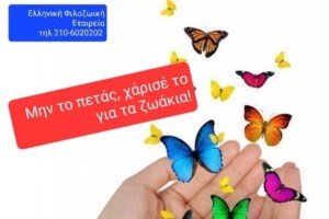 Με γλυκά του κουταλιού φτιαγμένα με τα χεράκια μας βοηθούμε την Ελληνική Φιλοζωική - Δείτε πως - εικόνα 2