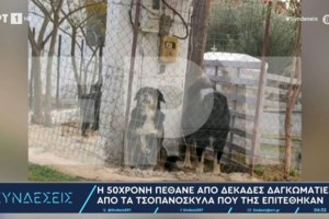 Θεσσαλονίκη: Προφυλακίστηκε ο ιδιοκτήτης των τριών σκυλιών που κατασπάραξαν την 50χρονη Ελισσάβετ - εικόνα 4