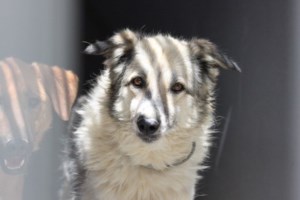 Σώστε ένα αδεσποτάκι: Είναι μόλις τριών μηνών και τον εγκατέλειψαν - Δεν έχετε ξαναδεί τέτοιο μικρούλι