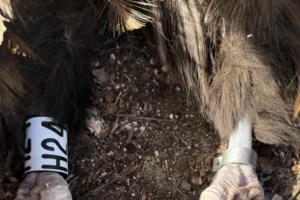 Η φωτογραφία με τις φώκιες στις Βόρειες Σποράδες που "λύγισε" το ίντερνετ [εικόνα]