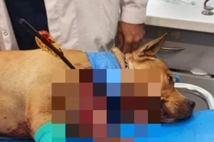 Εντοπίστηκε ο δράστης της κακοποίησης σκύλου στα Χανιά – Πρόστιμο 30.000 ευρώ - εικόνα 3