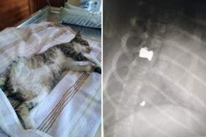 Θεσσαλονίκη: Ελεύθερος χωρίς περιοριστικούς όρους ο 40χρονος διδάκτορας που ποδοπάτησε μέχρι θανάτου γατάκι