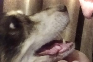 Κυψέλη: Ξεψύχησε ο σκύλος που μαχαιρώθηκε από 47χρονο - "Δεν έχω δει τέτοια βαναυσότητα", λέει ο πρόεδρος του ΔΙΚΕΠΑΖ