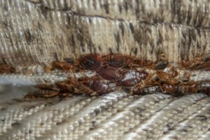 Χαλκίδα: Κοριοί τσίμπησαν αγοράκι πέντε μηνών - Οι γονείς νοίκιαζαν το καλοκαίρι το διαμέρισμά τους