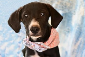 Chonkus Maximus: Ένας στρουμπουλός γάτος που έγινε αξιοθέατο και μασκότ των Χανίων [εικόνες-βίντεο] - εικόνα 6