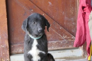 Σώστε ένα αδεσποτάκι: Κοιτάξτε ένα παιδί - "Γειά θαθ, δεν μ' αρέθει θτο δρόμο και κάνει και κρύο" - εικόνα 3