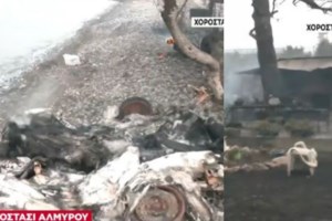 Φωτιά στην Κάτω Τιθορέα: Προς Ελάτεια κατευθύνεται η πυρκαγιά - "Προλάβαμε τα χειρότερα"