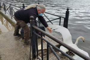 Αρκούδα στην Καστοριά έκανε... μονόζυγο για να φάει κεράσια [βίντεο]