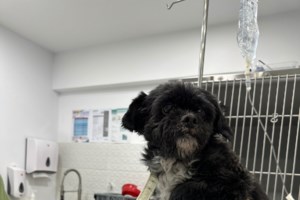 Πρέβεζα: Σκύλος δέχεται πυροβολισμό από άνδρα - Για δυο εκατοστά δεν βρήκε την καρδιά του - Σοκαριστικό βίντεο - εικόνα 3