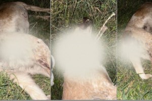 Νεκροψία για να προσδιοριστεί η αιτία θανάτου της σκυλίτσας που βρέθηκε πυροβολημένη στο Βόλο