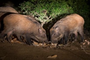 Φθινοπωρινός καιρός την Τετάρτη: Βροχές και καταιγίδες και στην Αττική - Πού θα ρίξει χαλάζι