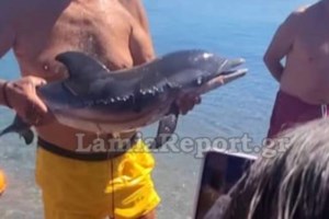 Θαλάσσιο υπερθέαμα: Drone απαθανάτισε εντυπωσιακό κοπάδι δελφινιών στην Ελλάδα [Βίντεο]