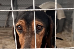 "Φιλόζωες" έκαναν γύρα τα κτηνιατρεία για να κάνουν ευθανασία στον σκύλο τους, επειδή γέρασε: "Θα βρούμε αλλού" - εικόνα 2