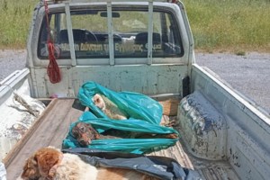 Ο Ρήγας είναι σαν ένα παιδί εγκλωβισμένο σε ένα σώμα ενήλικου σκύλου - Τον αγαπήσαμε για την αθωότητα, την αγνότητά του - εικόνα 2