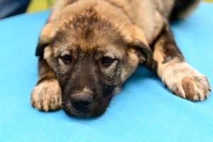 Η Αλίντα: Για αυτά τα υπέροχα πράσινα γλαρά της μάτια