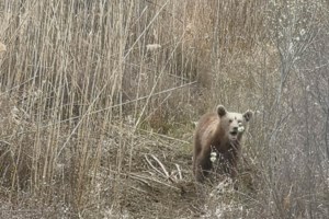Ιταλία: Αρκούδα σκότωσε 26χρονο που έκανε τζόκινγκ - Οι αναρτήσεις του λίγο πριν την επίθεση [Βίντεο-Εικόνες]