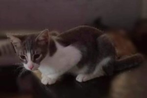 Ο Ζορό είναι στην ηλικία που ανακαλύπτει τον κόσμο, δεν θα βαρεθείτε να τον χαζεύετε να παίζει ποτέ