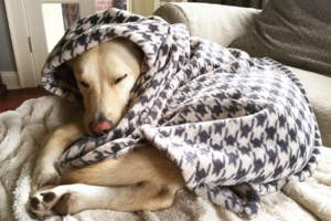 Αγρίνιο: Φιλόζωοι καταγγέλλουν τον δήμο για εγκατάλειψη ζώων σε συνθήκες βέβαιου θανάτου