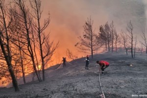 Πού είναι τα ζώα που διασώθηκαν από τις πυρκαγιές - Σε τι κατάσταση βρίσκονται
