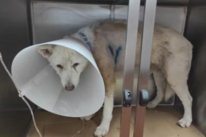 Μαχαίρωμα σκύλου στη Νίκαια: Γιατί αρνήθηκε να υπερασπιστεί τον 54χρονο ο Αλέξης Κούγιας - εικόνα 2