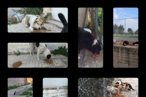 Η κάθε μέρα της ζωής ενός ανθρώπου που δεν γυρίζει την πλάτη στα αδέσποτα - εικόνα 4