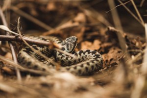 Νέο περιστατικό με δάγκωμα οχιάς: Εσπευσμένα στο νοσοκομείο Βόλου 55χρονη