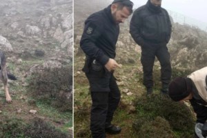 Νέα κτηνωδία: Μαζική δηλητηρίαση προστατευόμενων ειδών στον Εβρο - 47 νεκρά ζώα σε 10 ημέρες - εικόνα 2