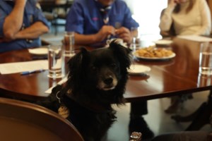 Ιαματική ζωοφιλία: Η δύναμη που έχει ένα ζώο να απαλύνει τον πόνο, να λειτουργεί ως καταλύτης στη θεραπεία