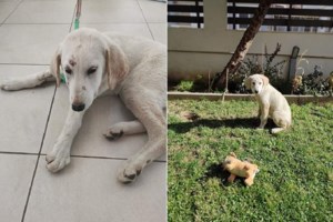 Φρίκη στην Ιταλία: Το 'σκασε με κορονοϊό από το νοσοκομείο και σκότωσε το 10χρονο παιδί του - Για να εκδικηθεί την πρώην του